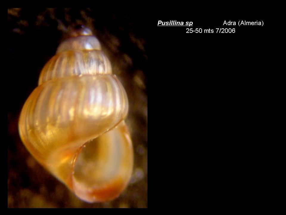 Pusillina sp